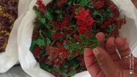 بوته تکی 