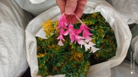 بوته تکی 